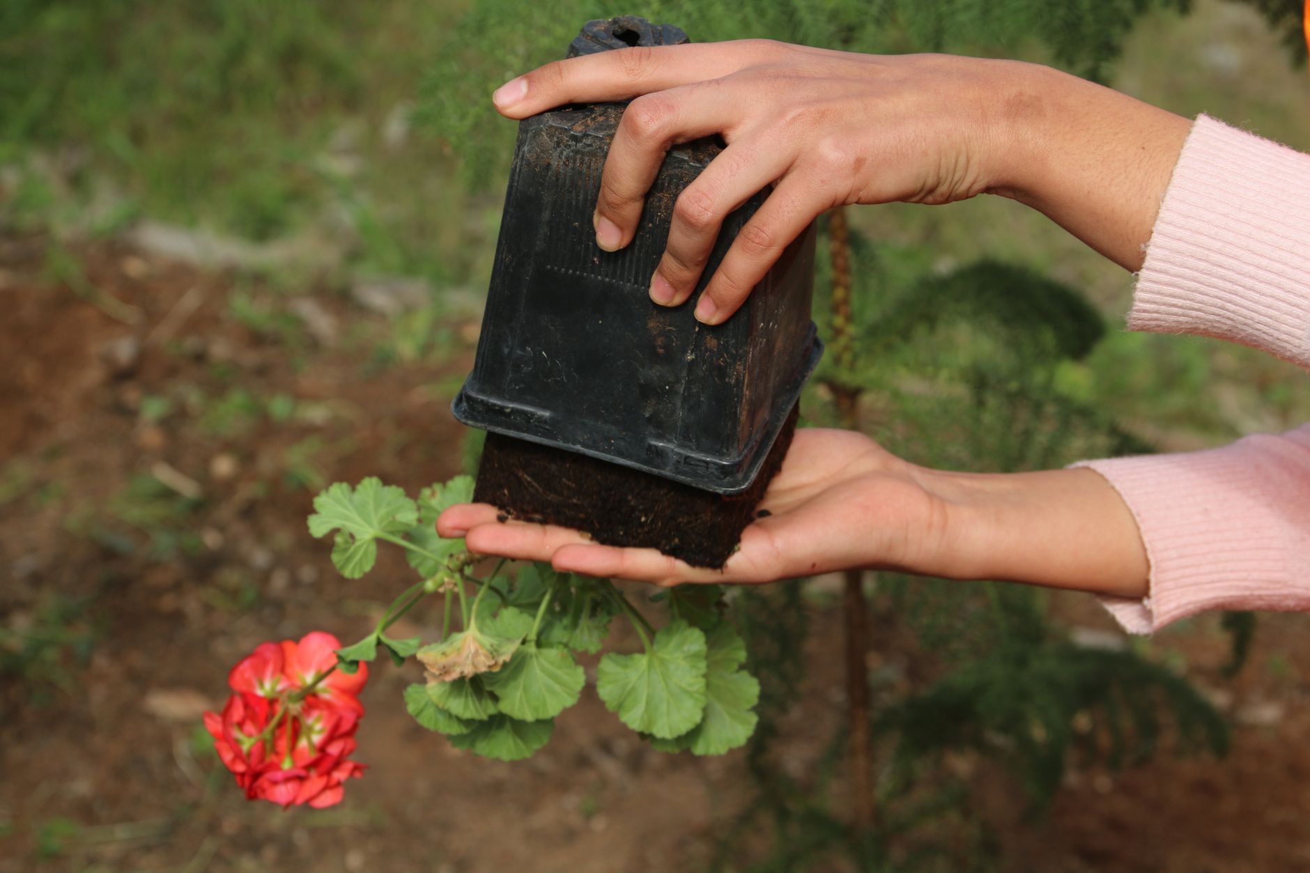 Planting & Horticulture in Singapore — Fernway Landscapes