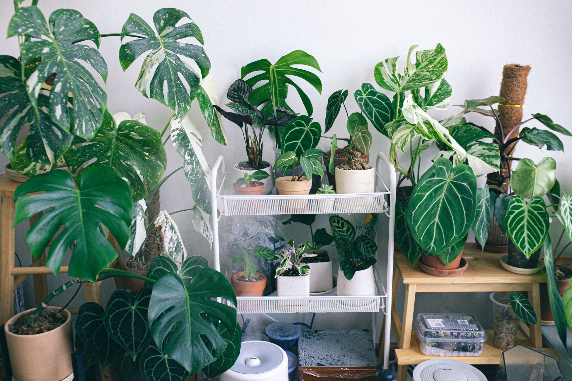 Six plants that survive a genuinely busy person