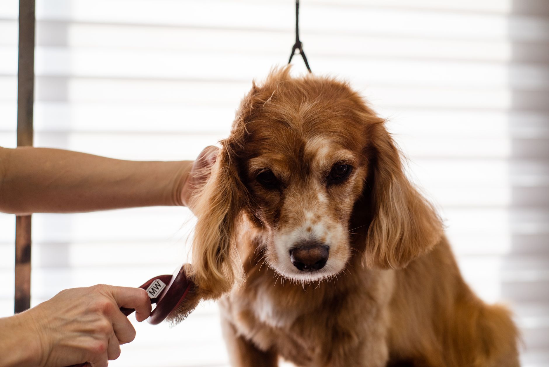 A Furtail groomer gently brushing a dog