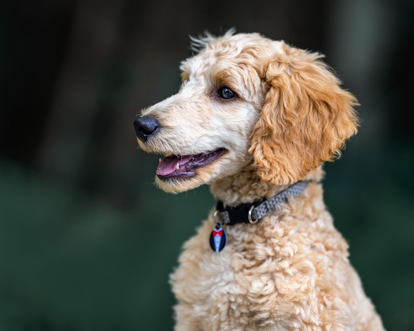 A textbook lamb clip on a regular Poodle client