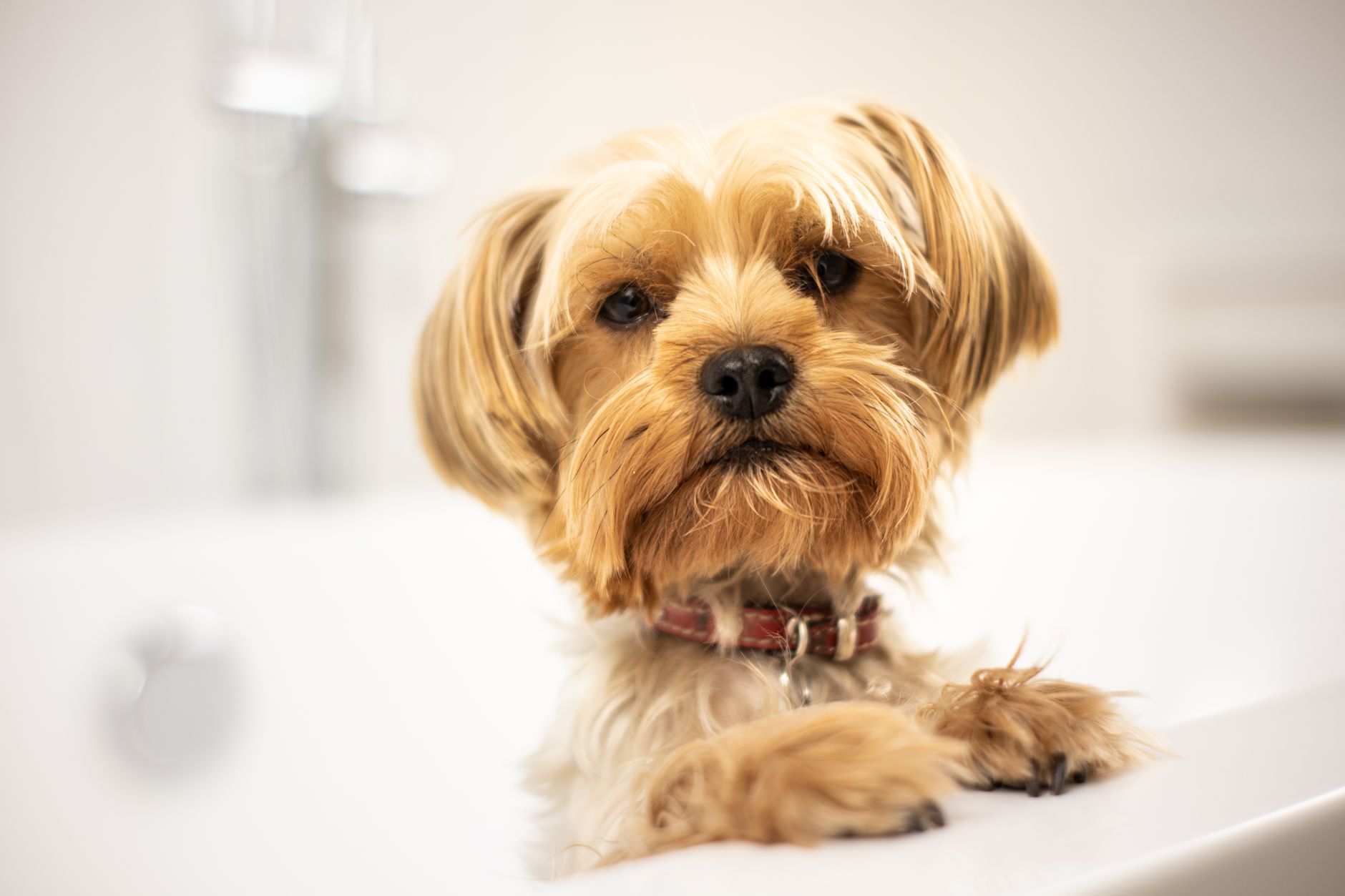 Bath & blow-out — clean, dry to the skin, happy