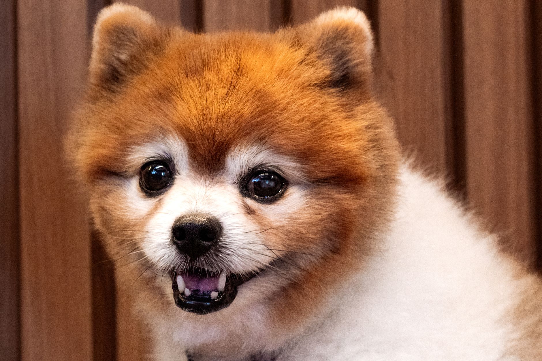 A happy, freshly groomed fluffy dog at a Singapore pet grooming salon