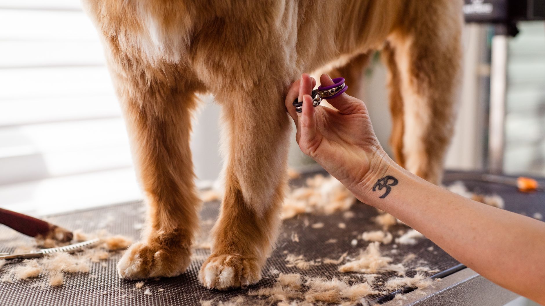 A breed-style clip on a large coated dog