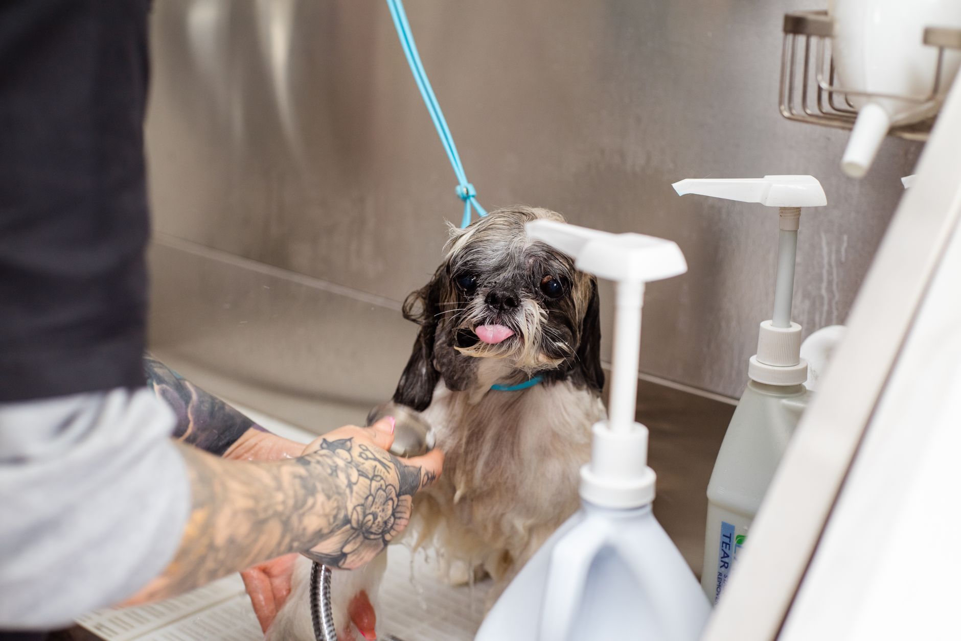 Puppy Grooms