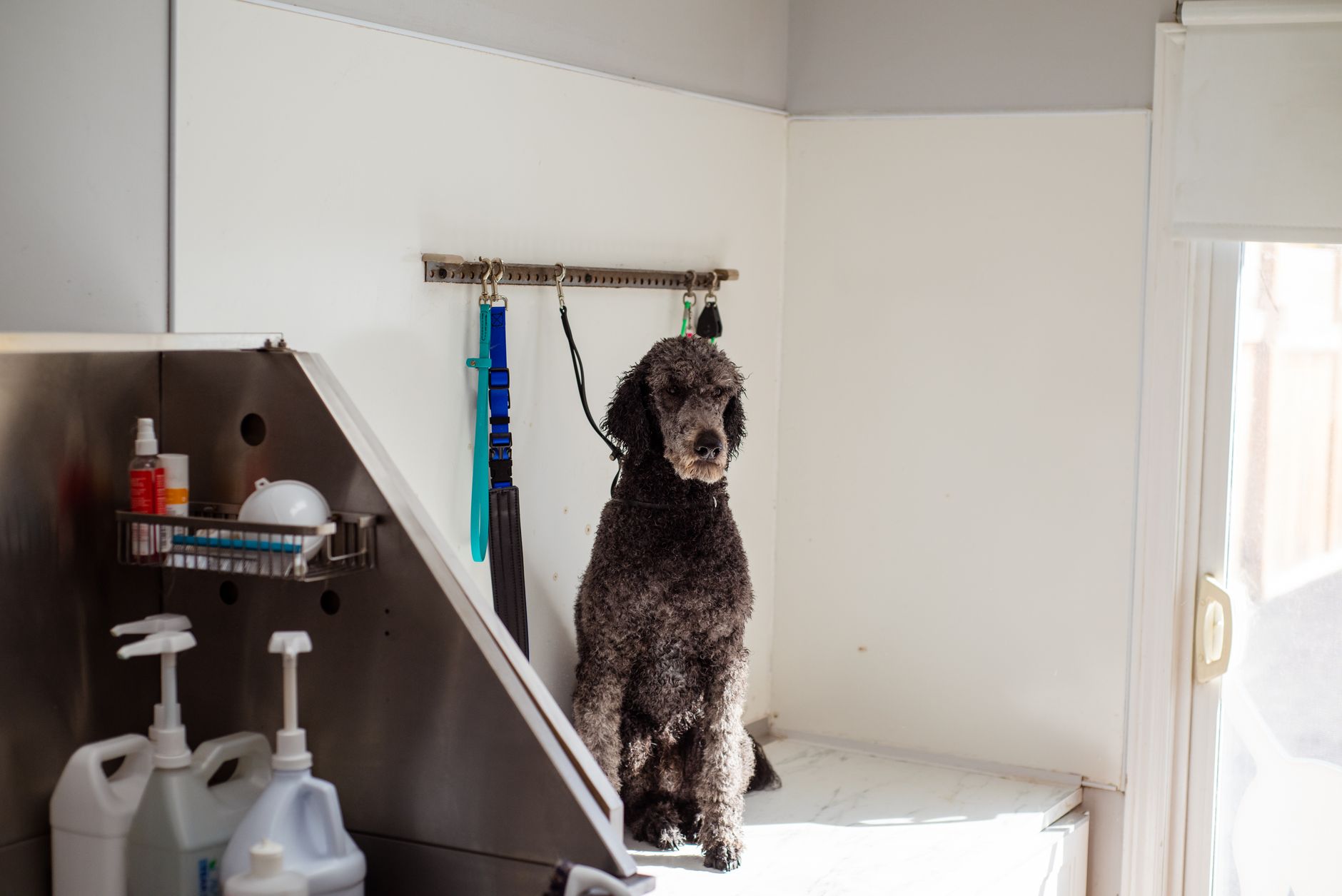 Inside the calm, cage-light Furtail grooming salon in Tiong Bahru