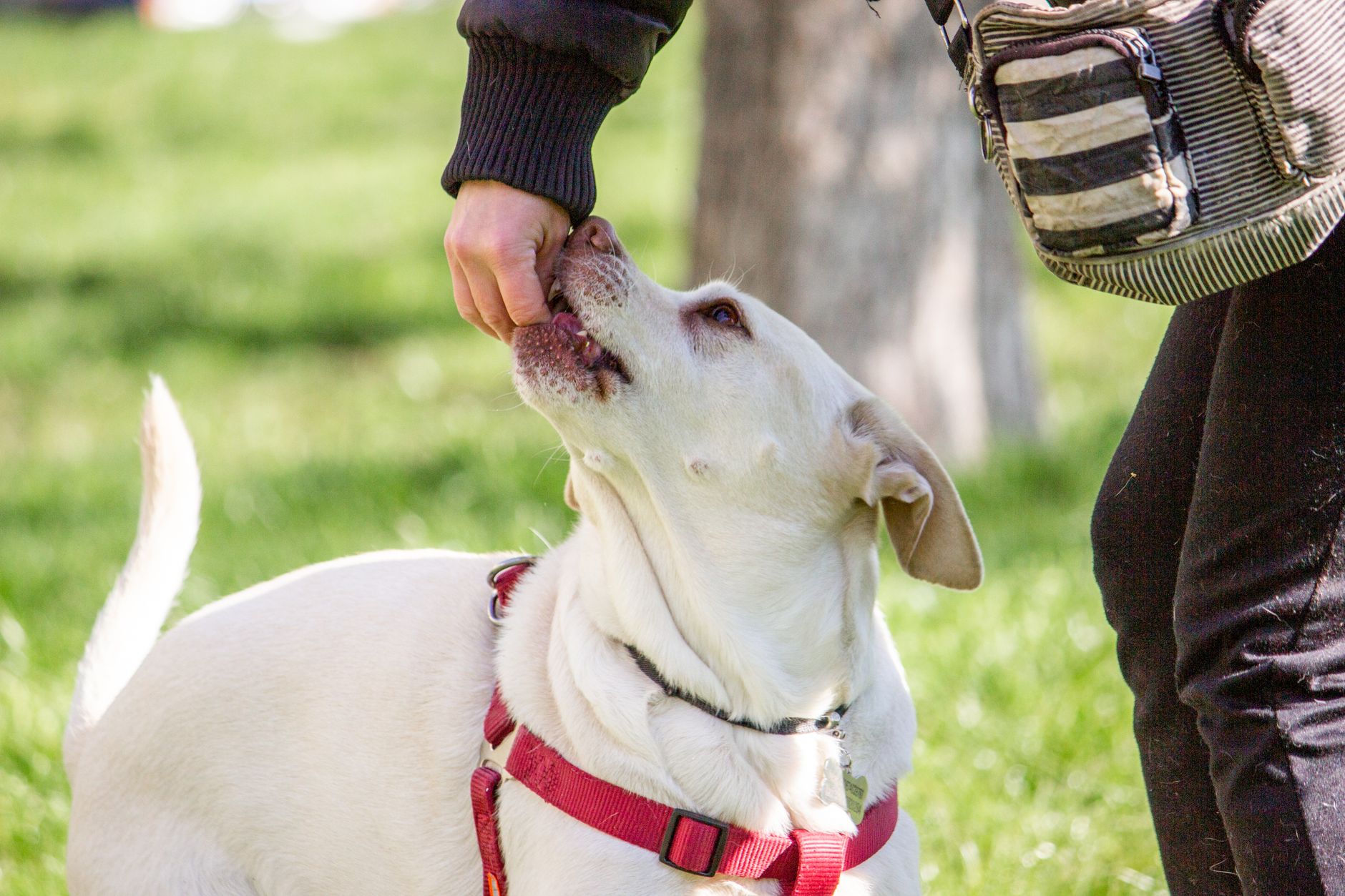 A Good Hound trainer working with a dog in a Singapore park