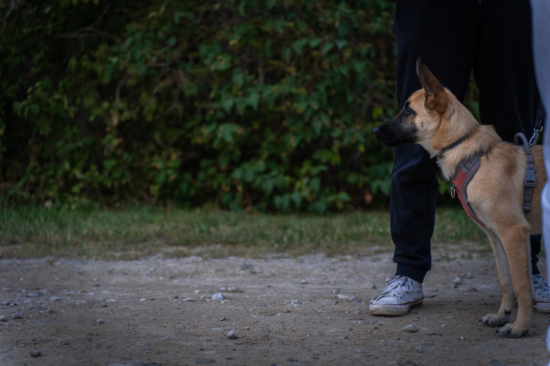 Basic Obedience & Manners — Good Hound dog training Singapore