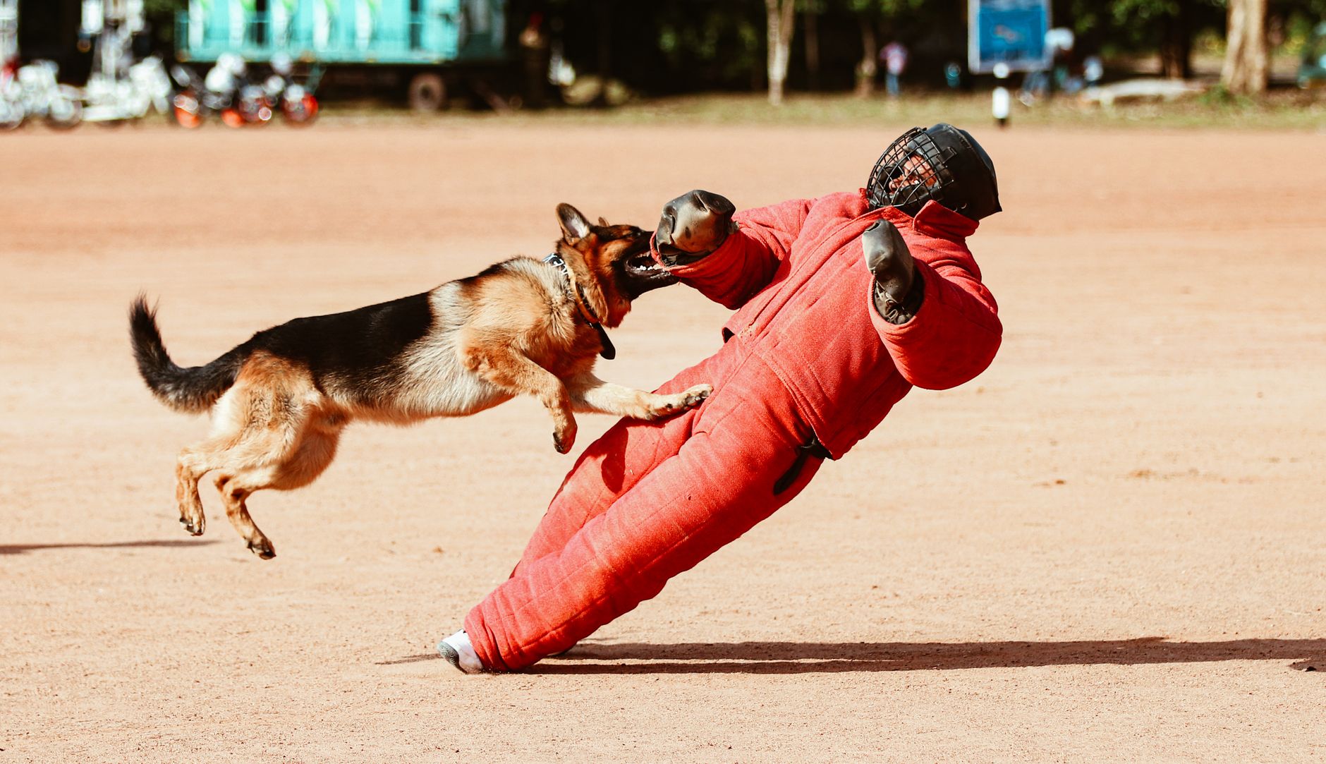 Board & Train — Good Hound dog training Singapore