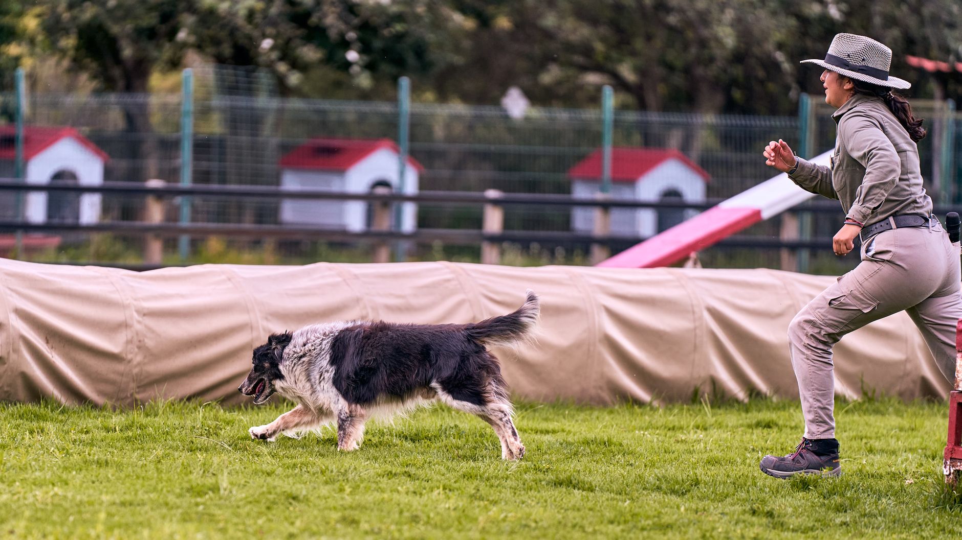 A trainer working with dogs in a Singapore park — Good Hound dog training