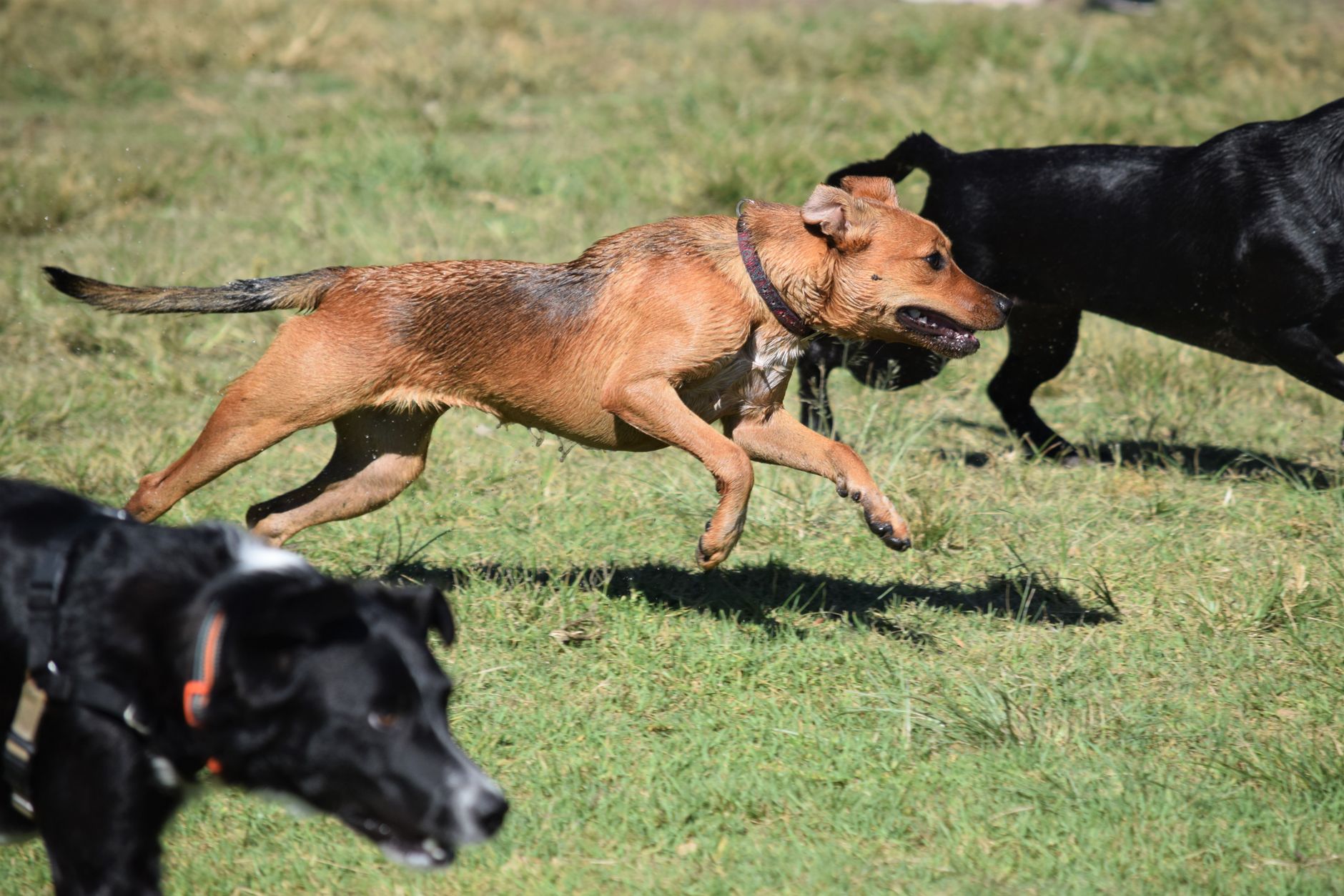 Loose-Leash Walking & Recall — Good Hound dog training Singapore