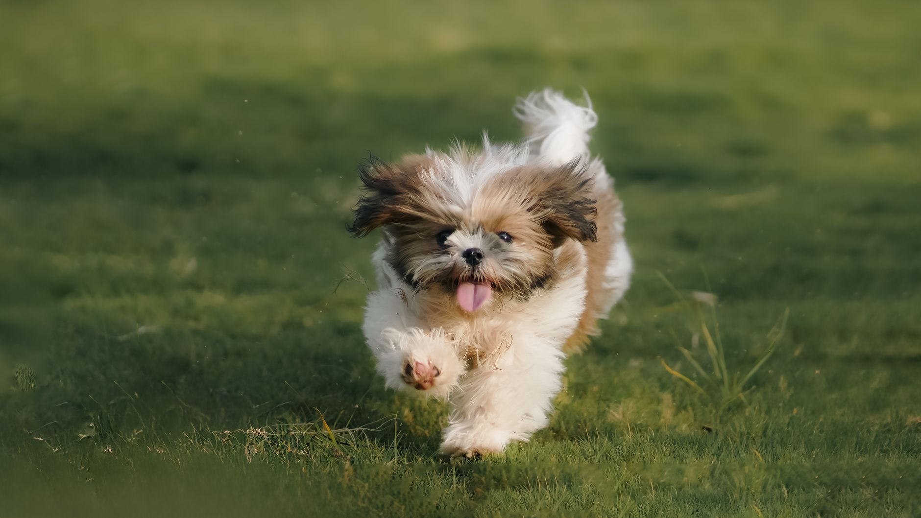 Puppy School — Good Hound dog training Singapore
