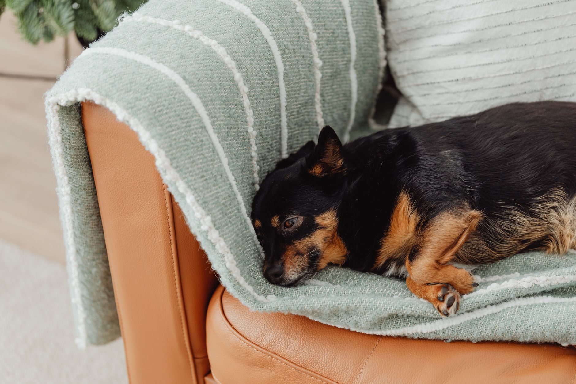 The Pawloft pet hotel reception and lounge in Singapore