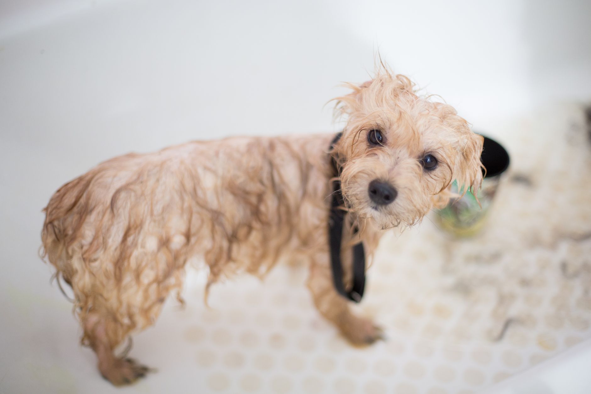 A pet being cared for at Pawloft in Singapore