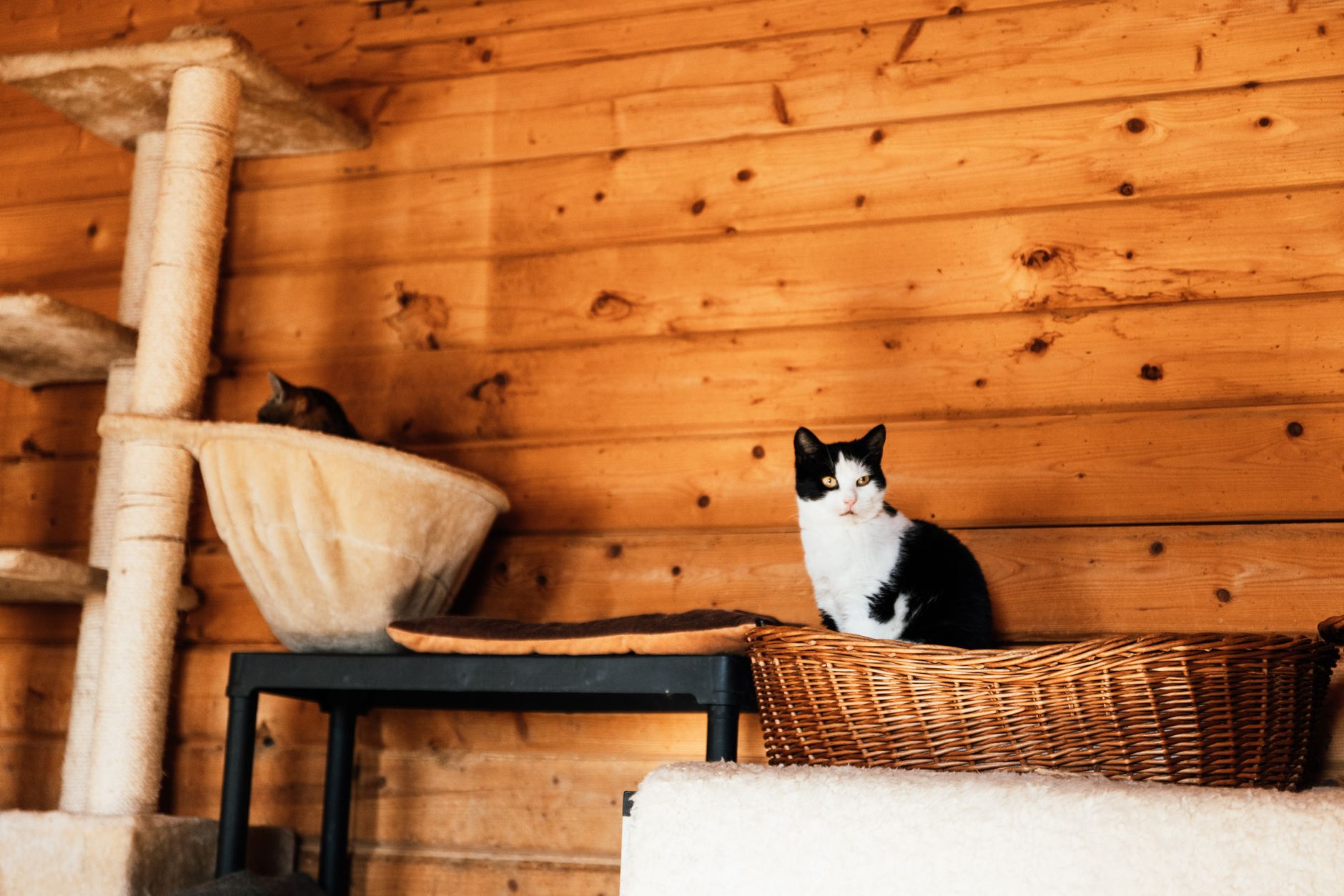 A moment from a Pawloft pet hotel stay