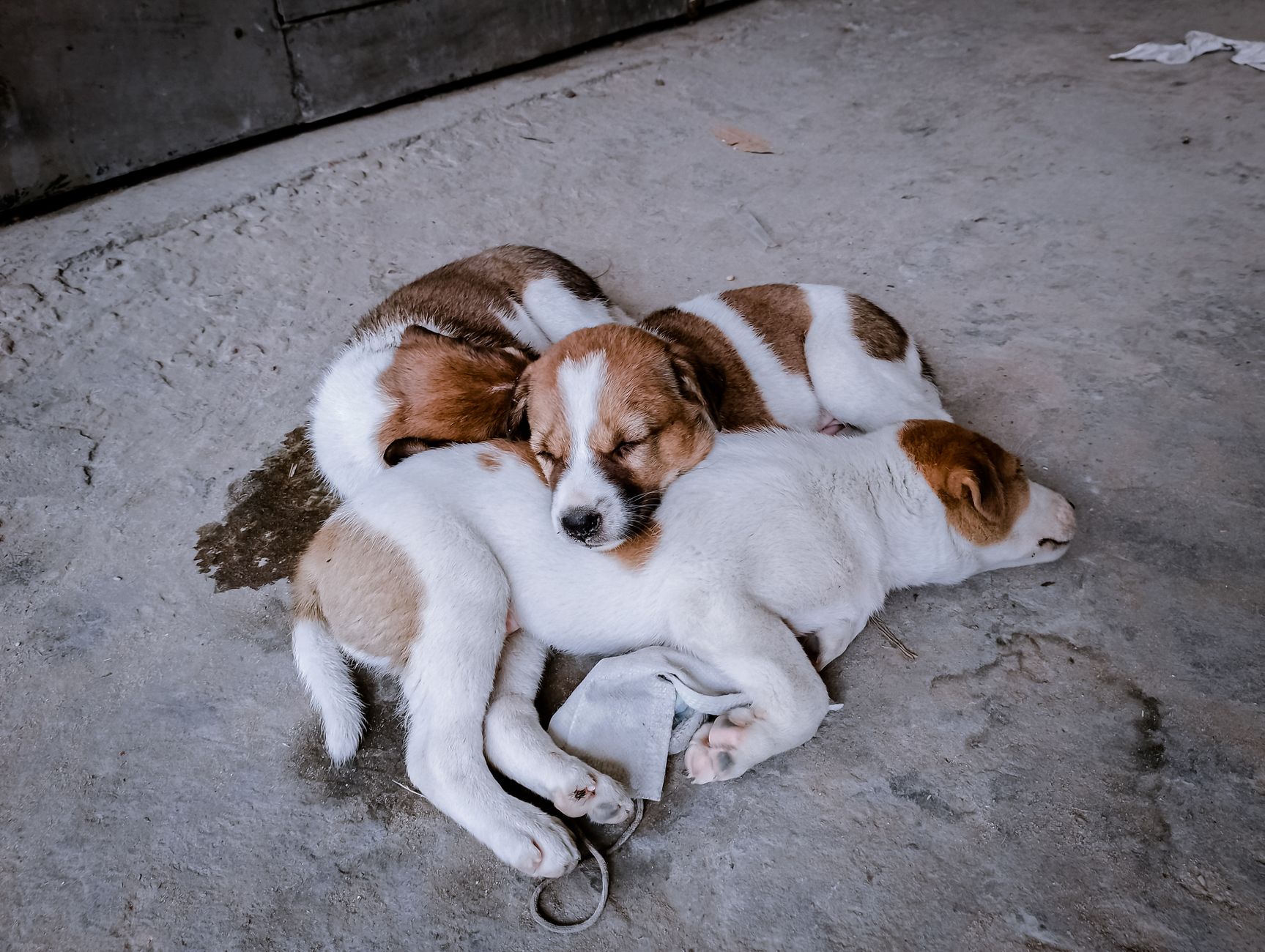 A moment from a Pawloft pet hotel stay