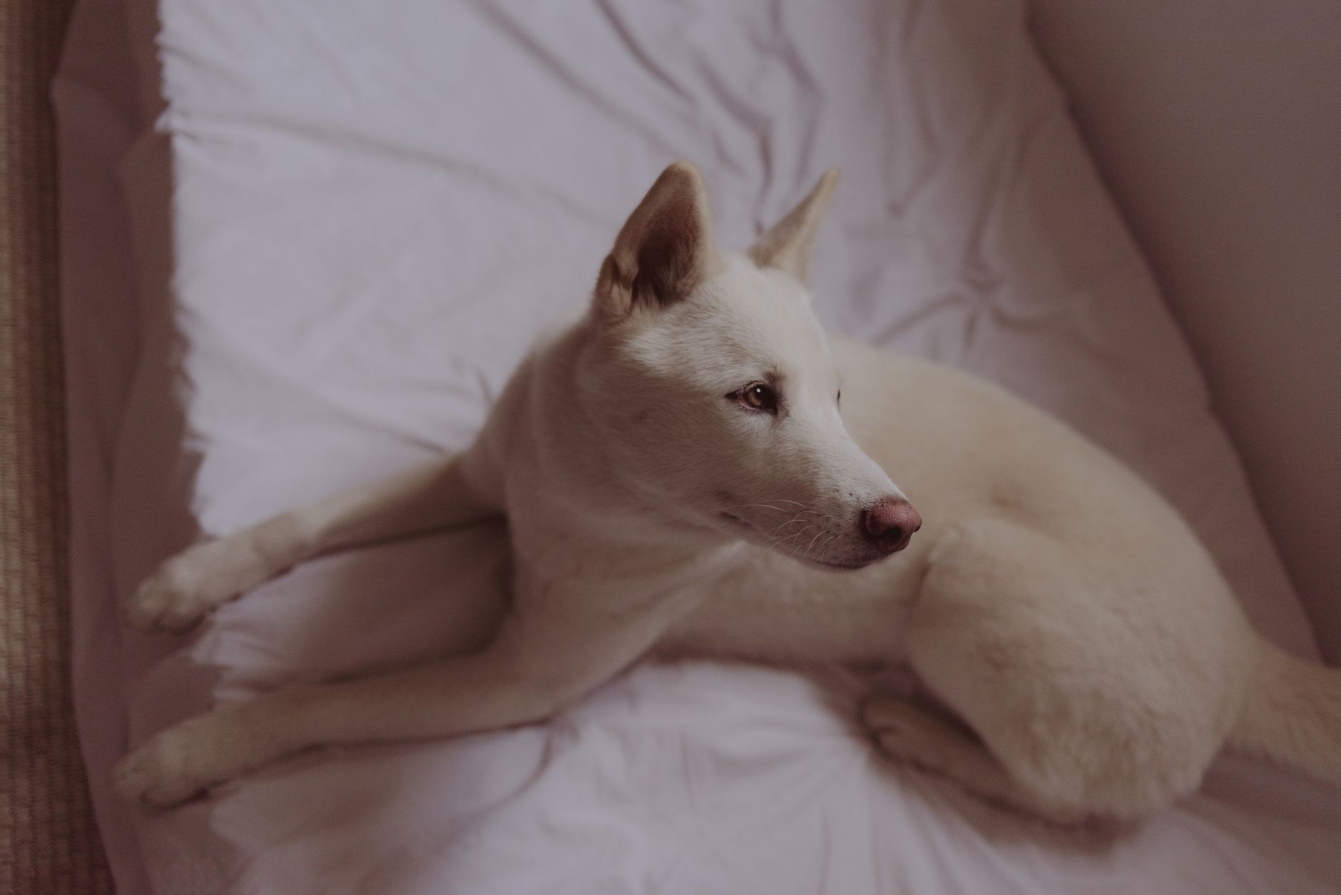 Deluxe Dog Suite at Pawloft Pet Hotel, Singapore