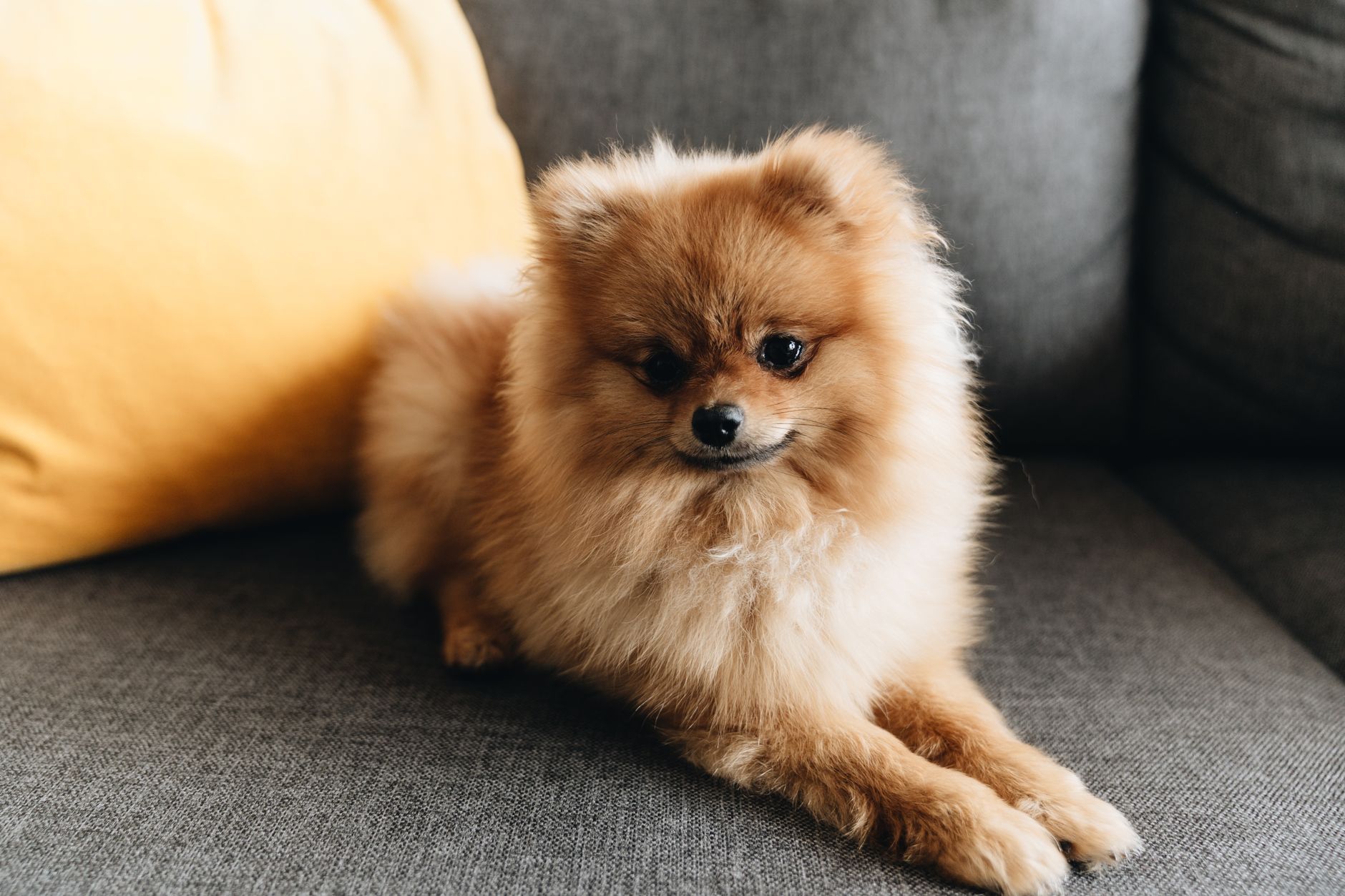 Luxury Loft Suite at Pawloft Pet Hotel, Singapore