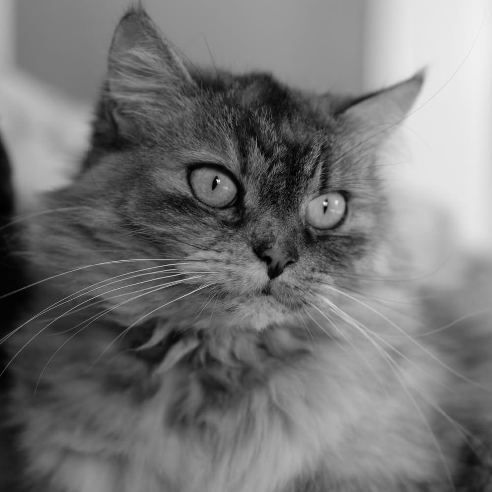 Groomed pet