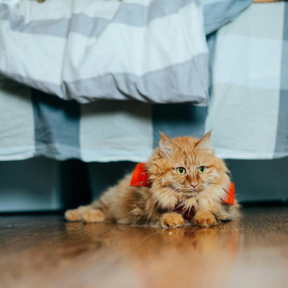 Groomed pet