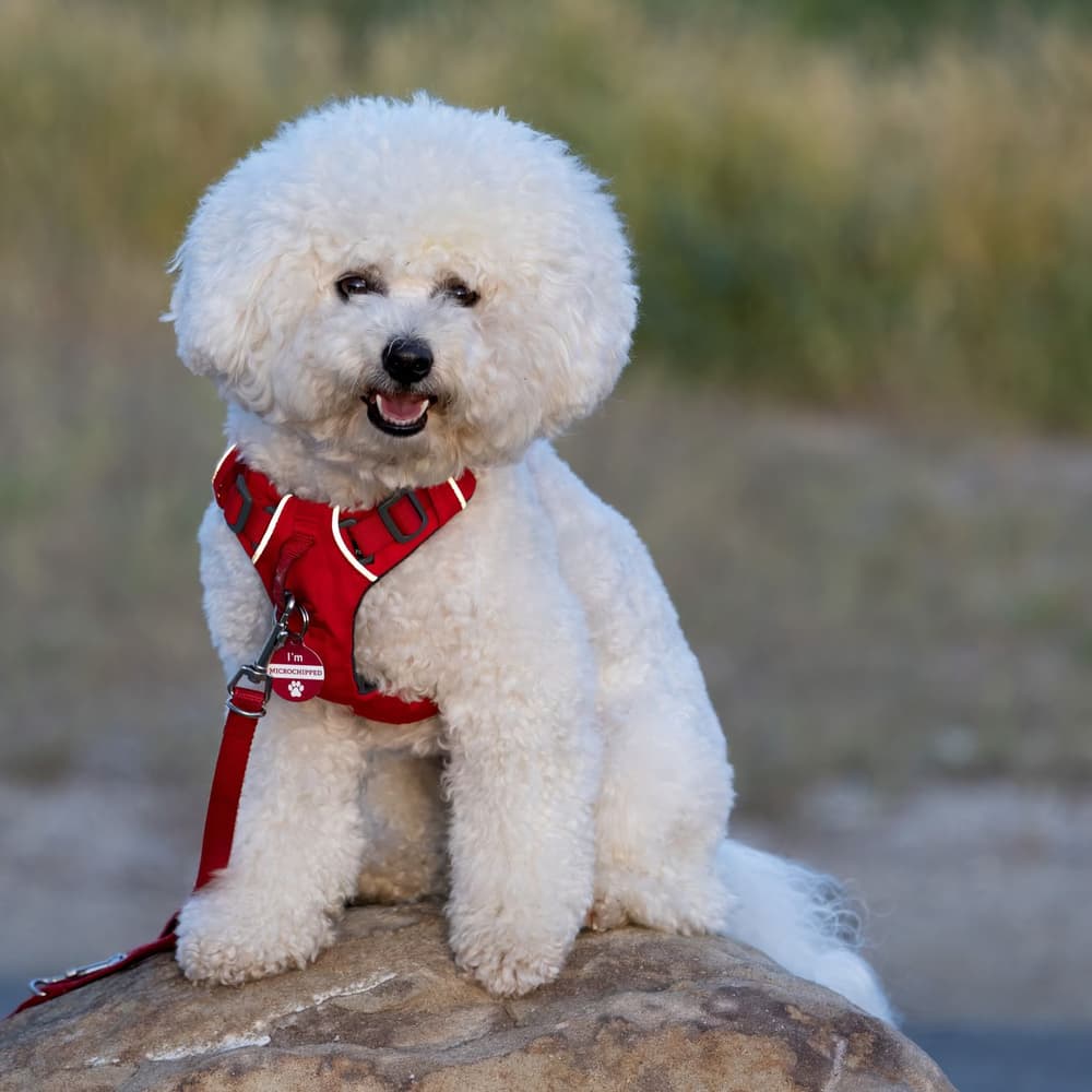 Groomed pet