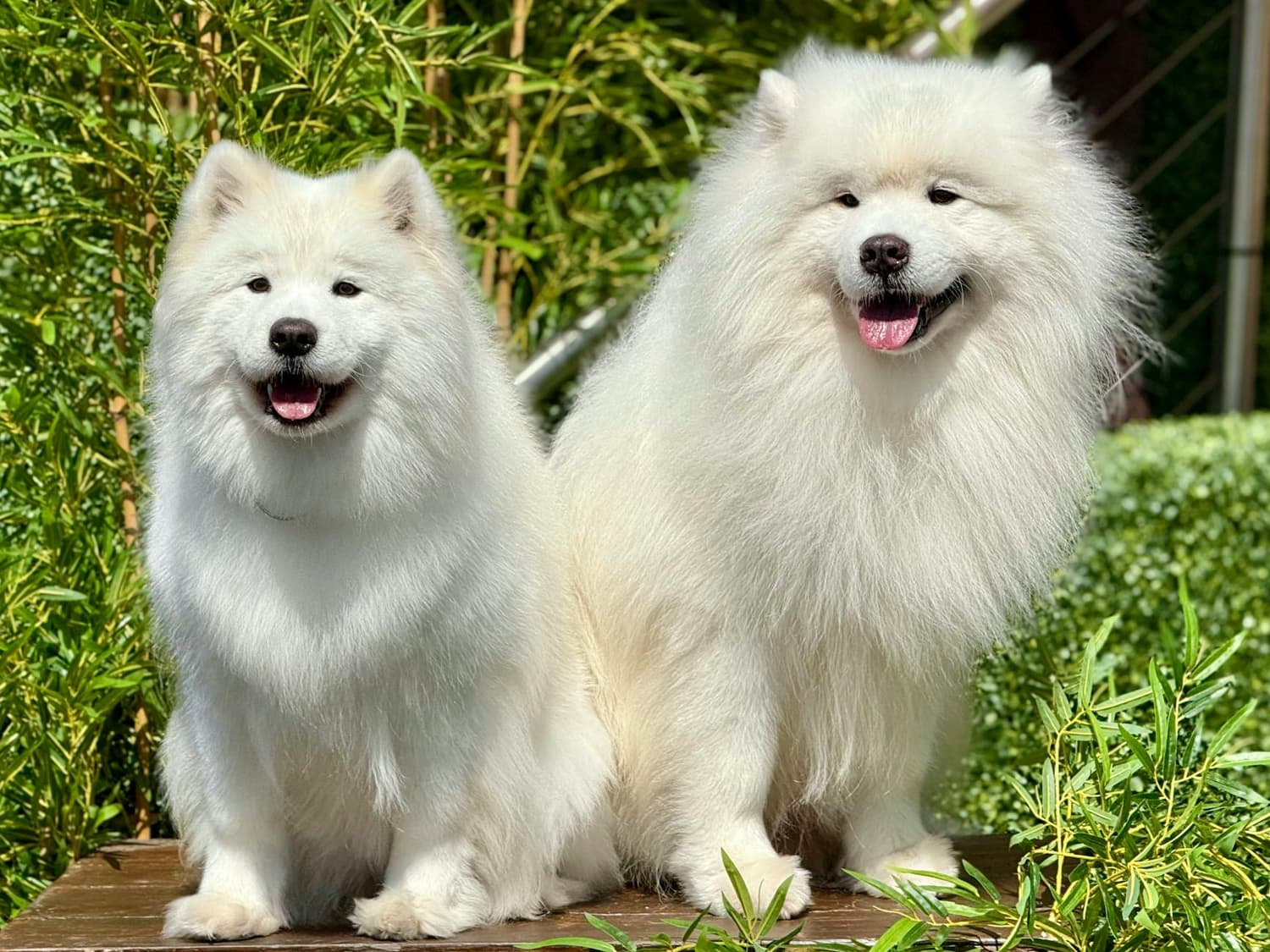 A happy, freshly groomed dog