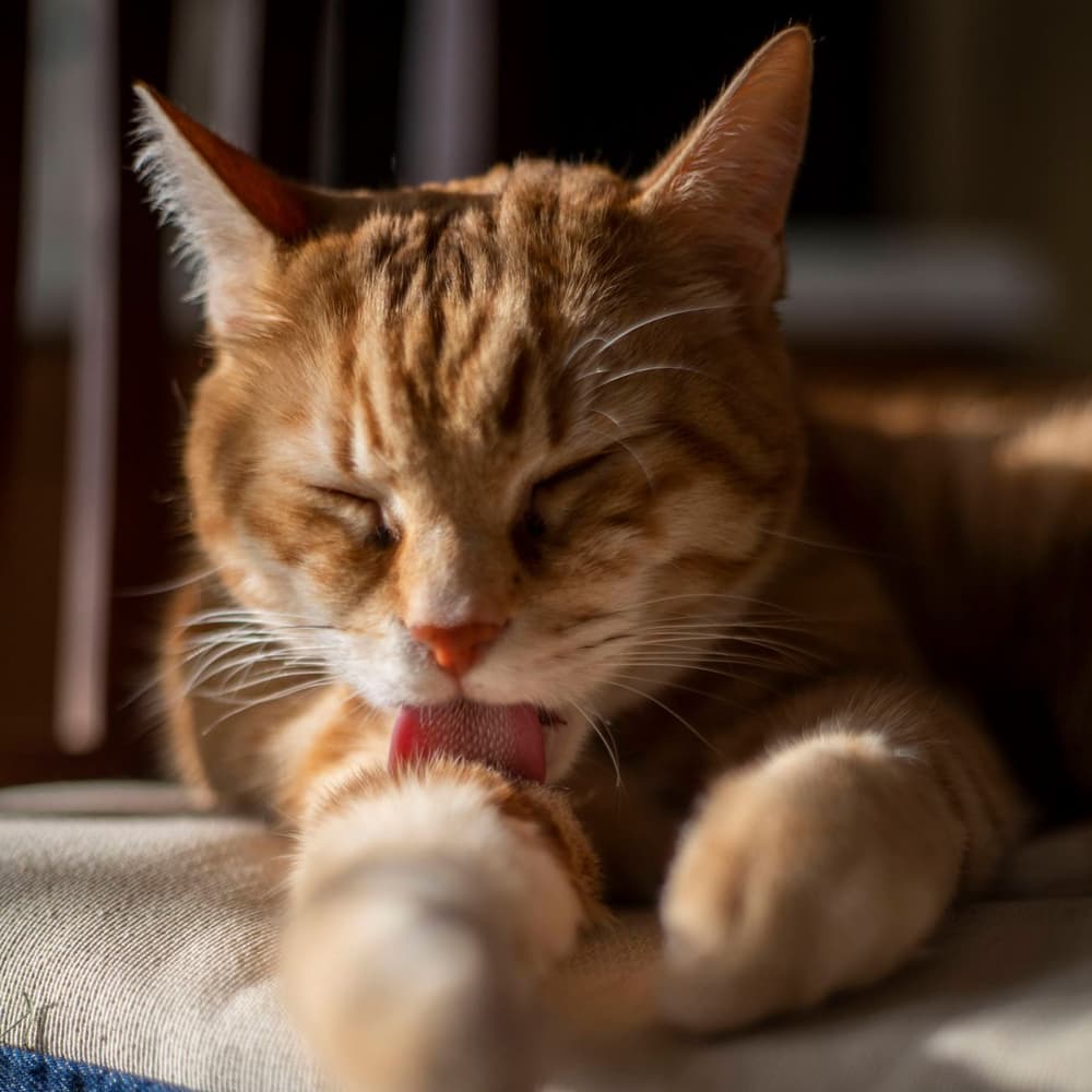 Cat & Kitten Grooming