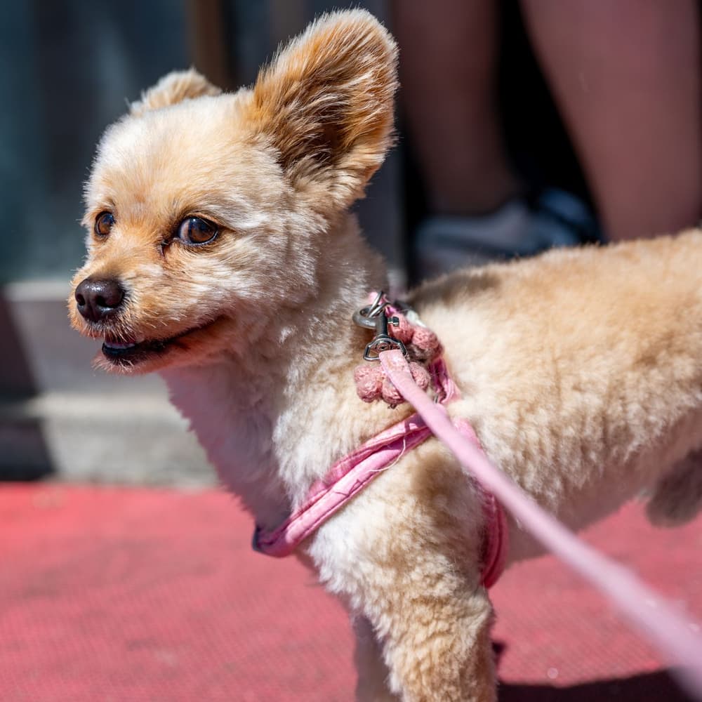 Dog & Puppy Grooming