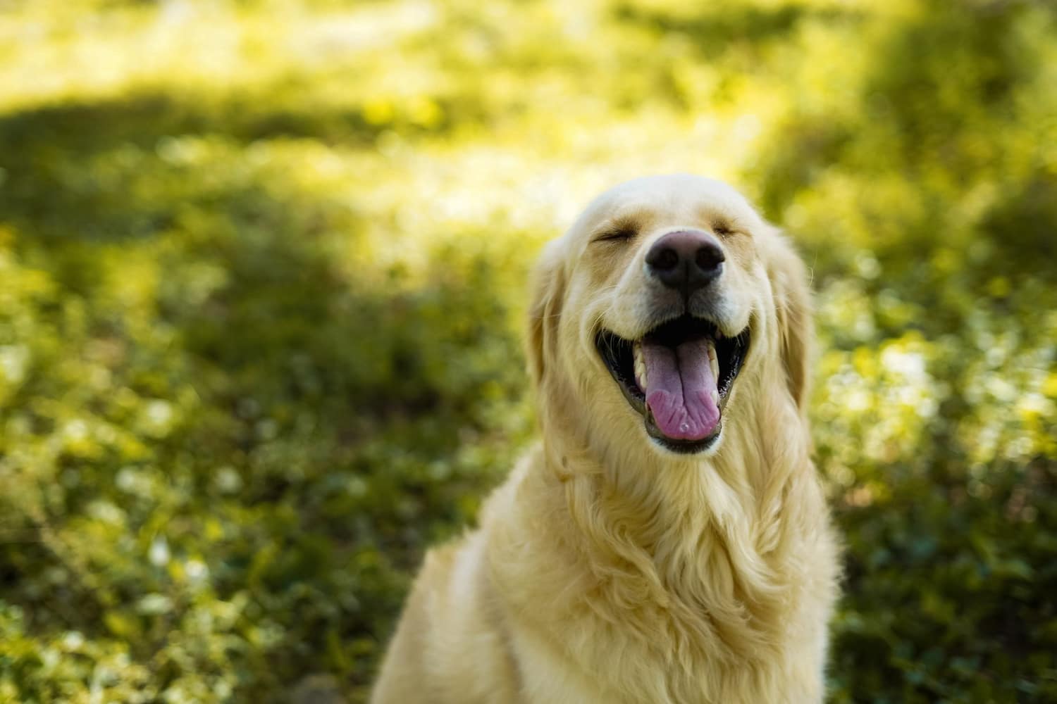 Happy pet