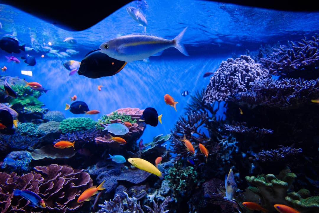 Fish & Reptile