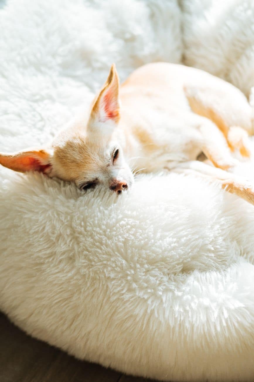 Senior Dog Care Box
