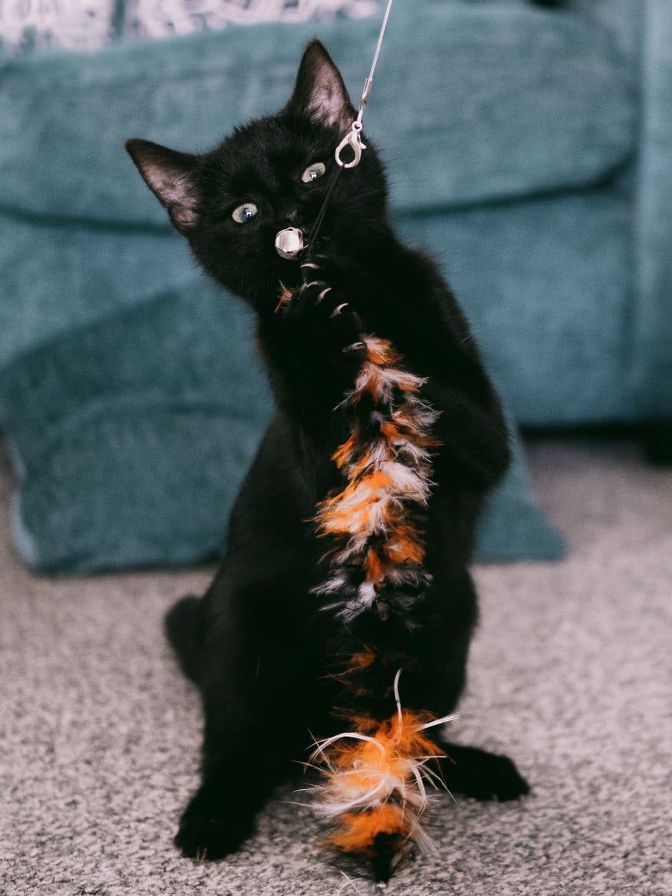 Feather Teaser Wand