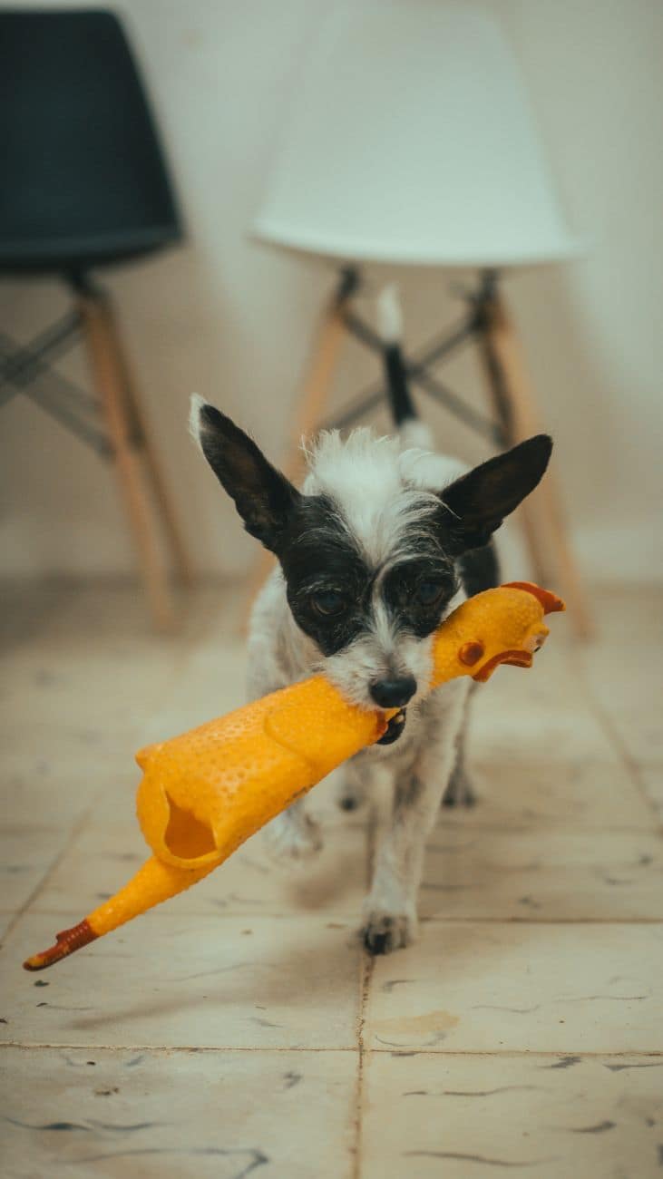 Tough Rubber Chew Toy