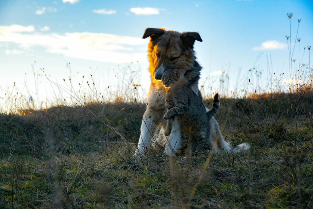 A happy dog and cat together