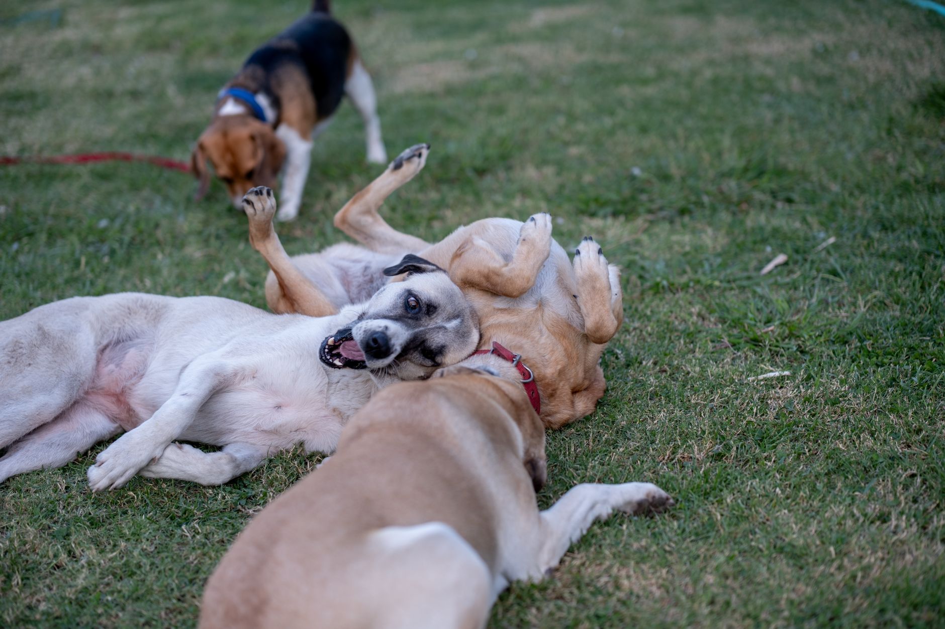 A group of happy dogs playing together at Romp & Roam daycare