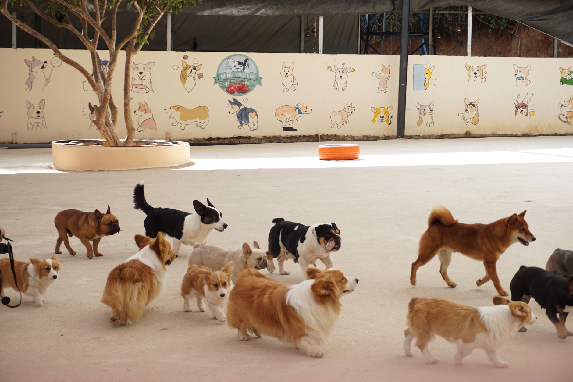 Dogs playing on the air-conditioned floor at Romp & Roam, a Singapore dog daycare