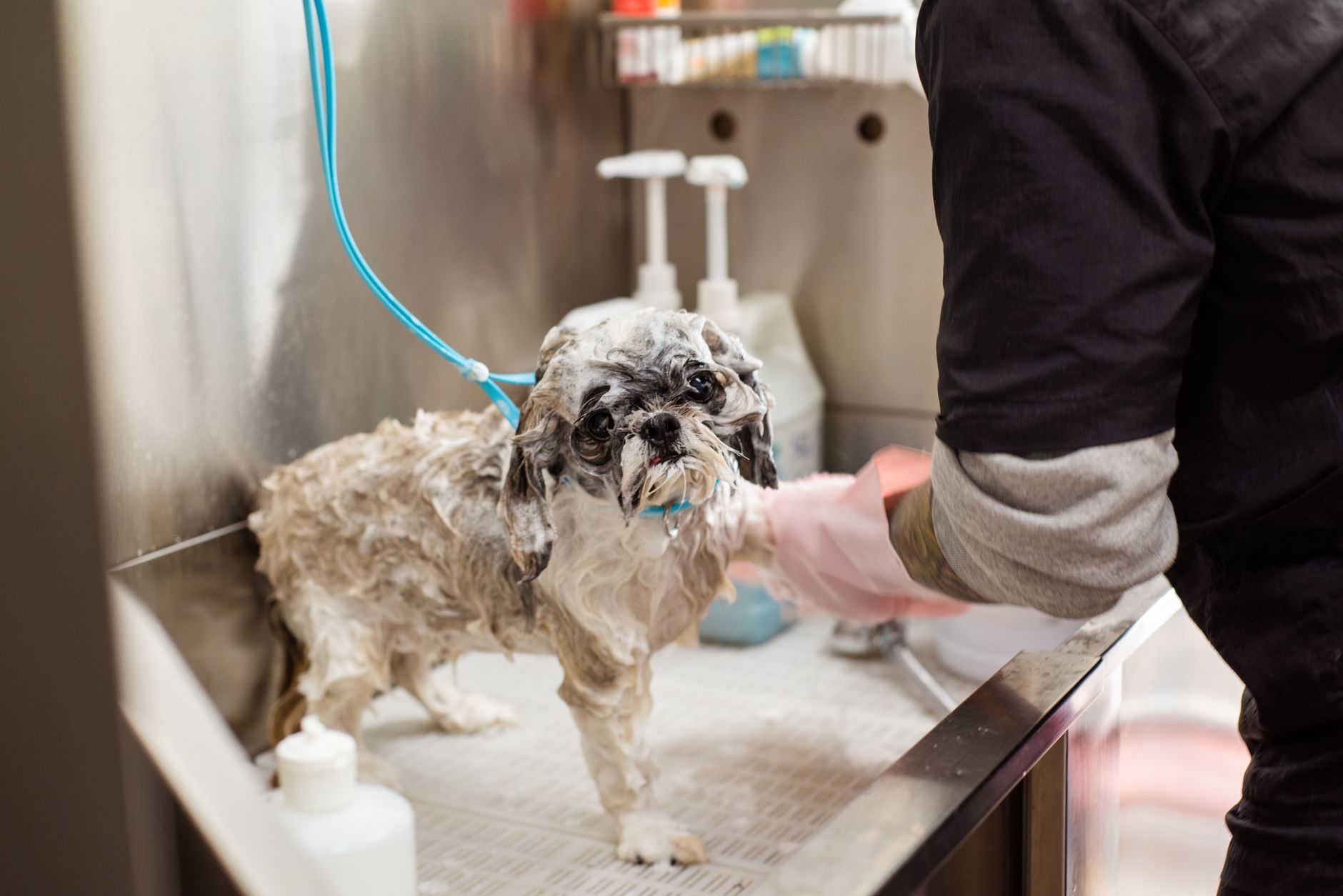 Bath & Tidy at Romp & Roam — a Singapore dog daycare