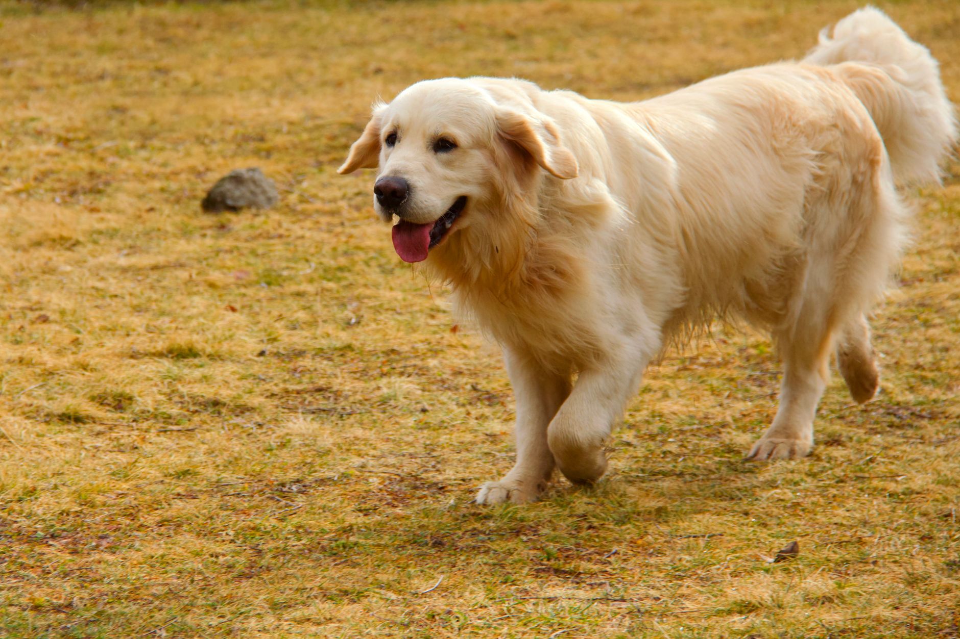 A happy dog mid-romp on the grass at a Singapore dog daycare