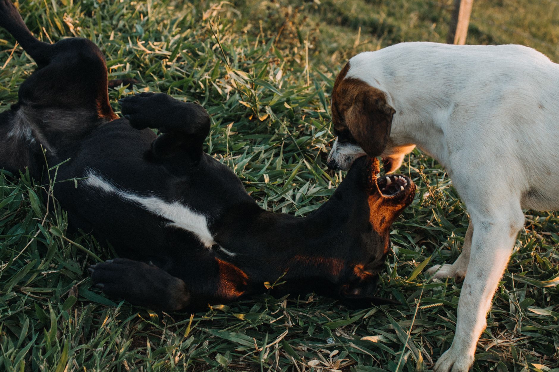 Supervised Daycare at Romp & Roam — a Singapore dog daycare