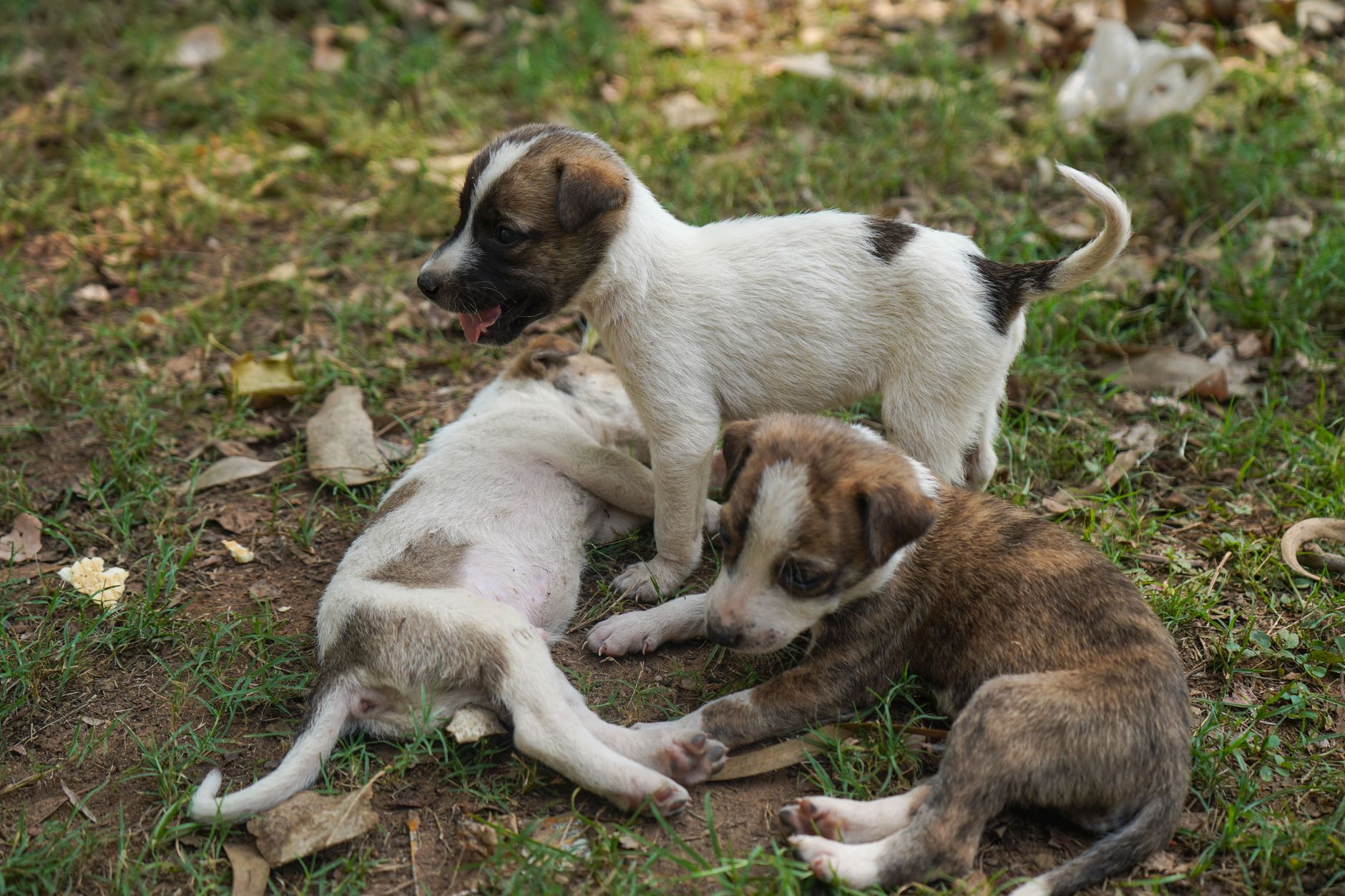 Half-Day Daycare at Romp & Roam — a Singapore dog daycare