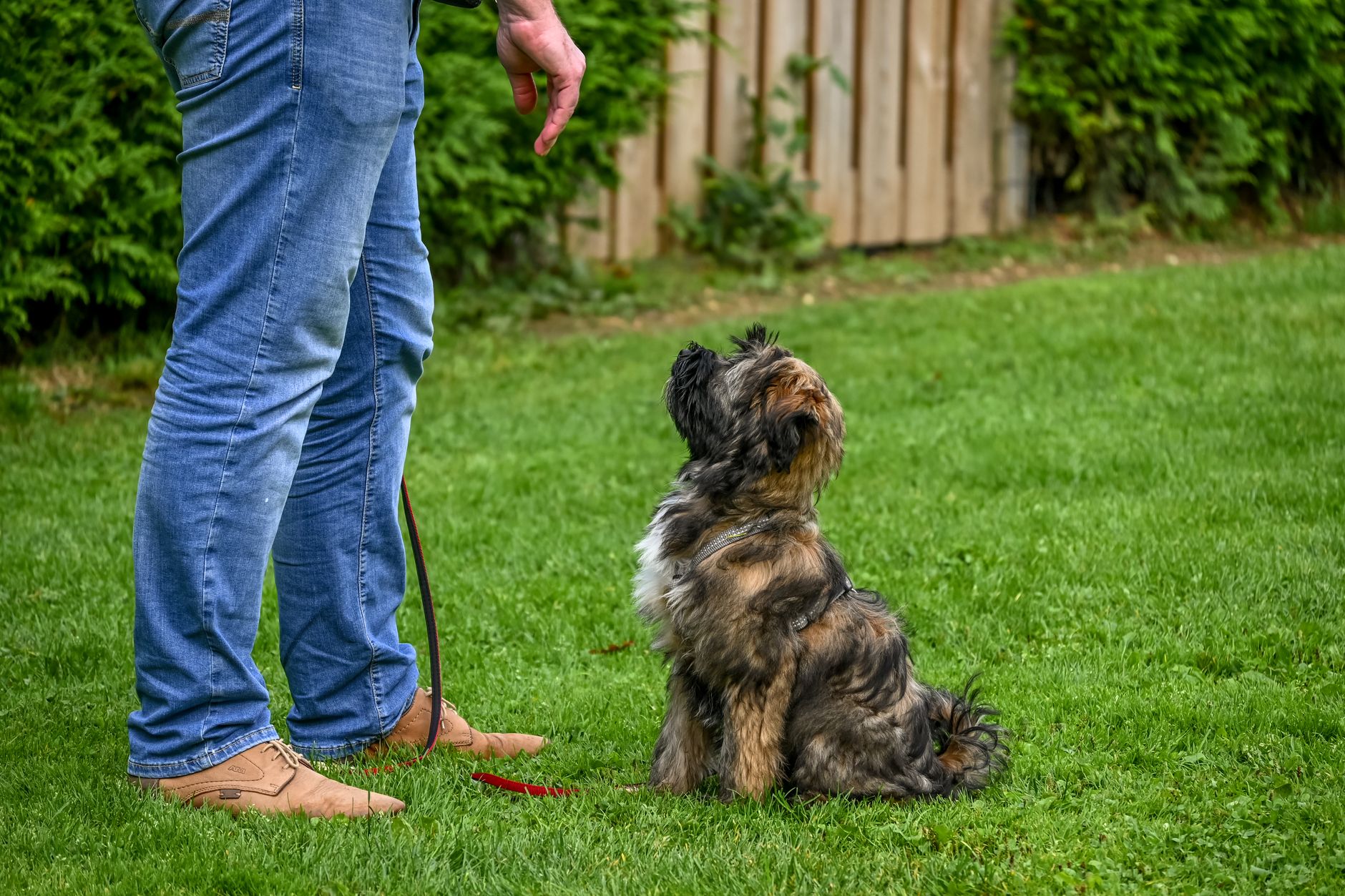 Daily Manners Coaching at Romp & Roam — a Singapore dog daycare