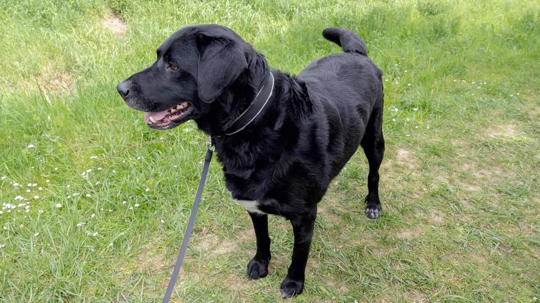 Neighbourhood Walks at Romp & Roam — a Singapore dog daycare