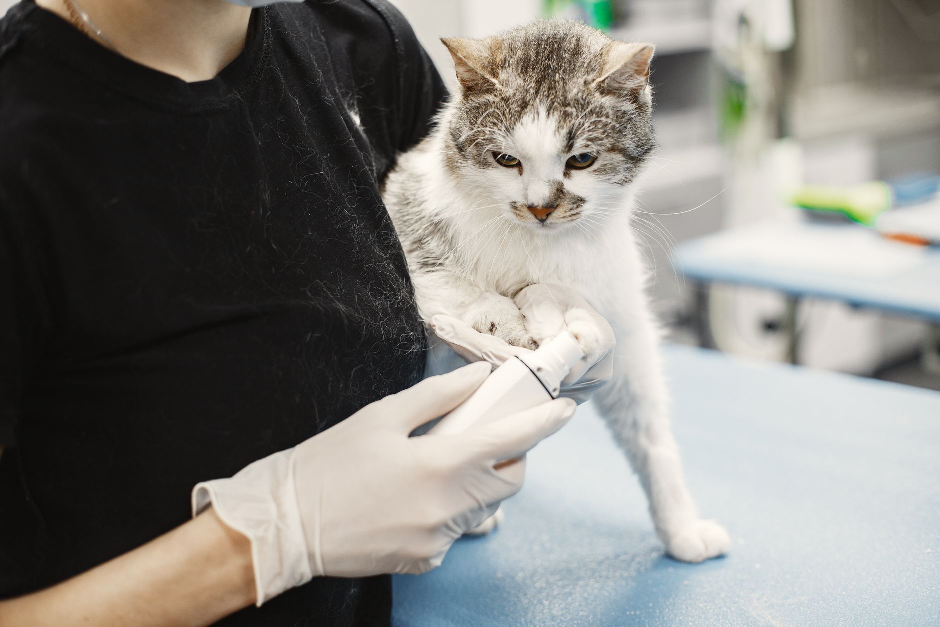 A Tailside veterinarian holding a cat