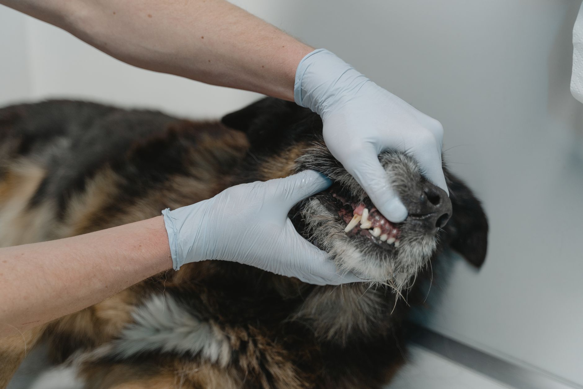Dental Care at Tailside Veterinary, Singapore