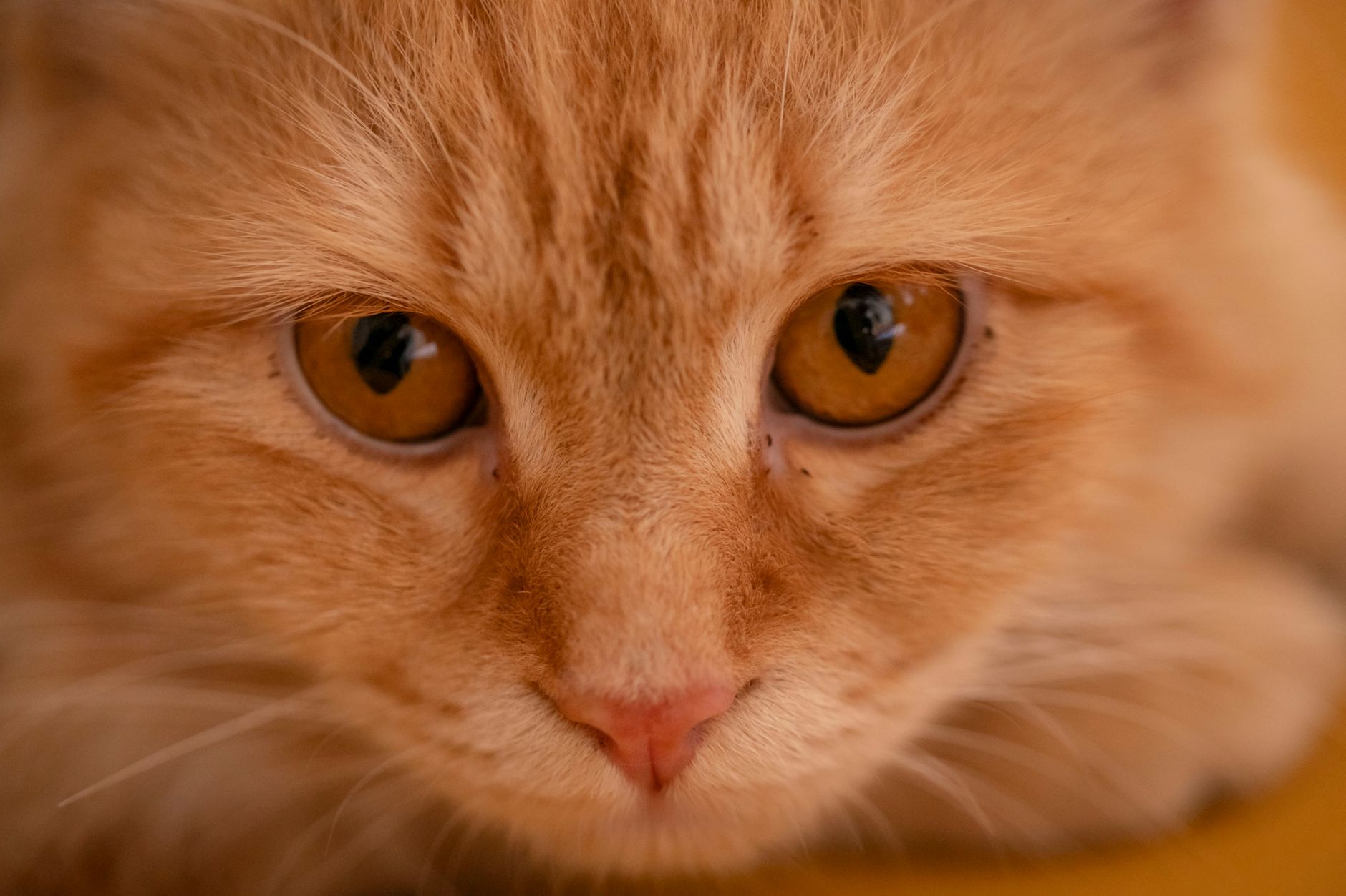 A happy cat at Tailside