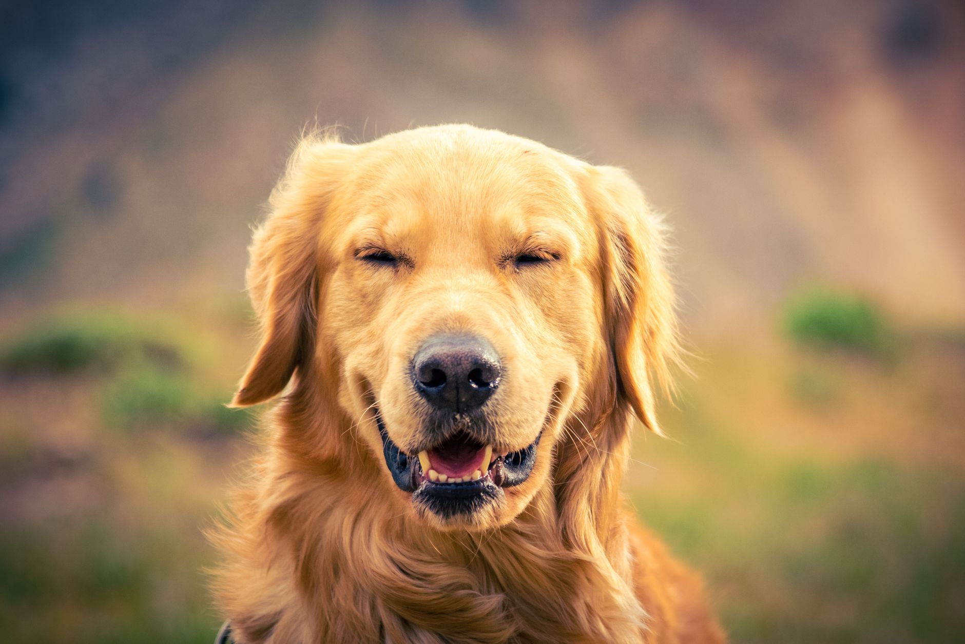 A happy dog at Tailside
