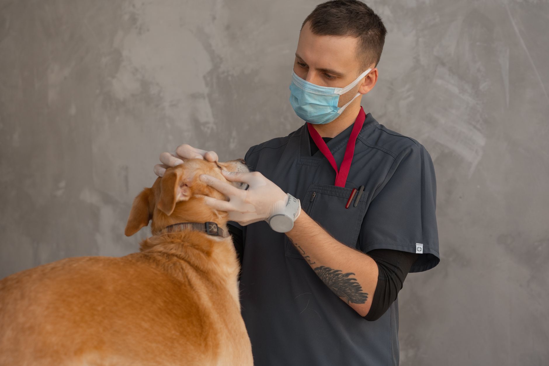 A Tailside veterinarian gently examining a happy dog in a calm Singapore clinic