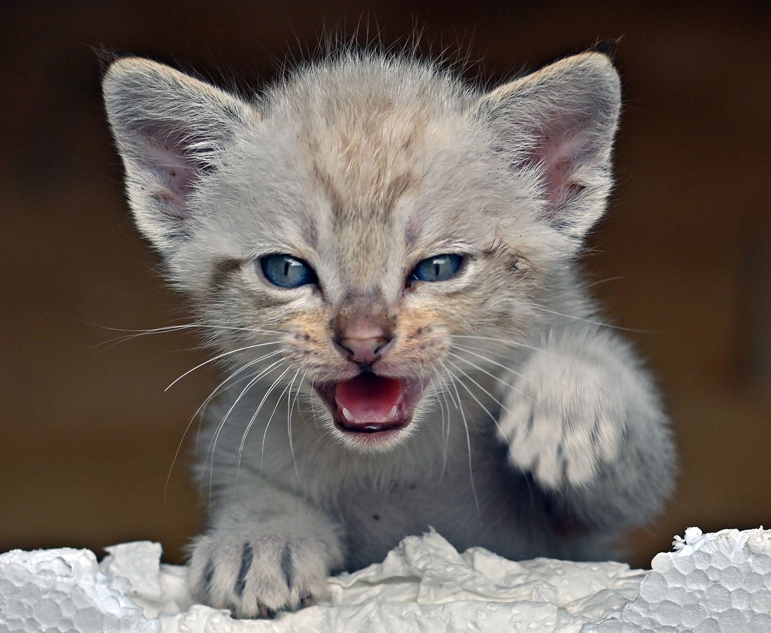 A kitten at Tailside