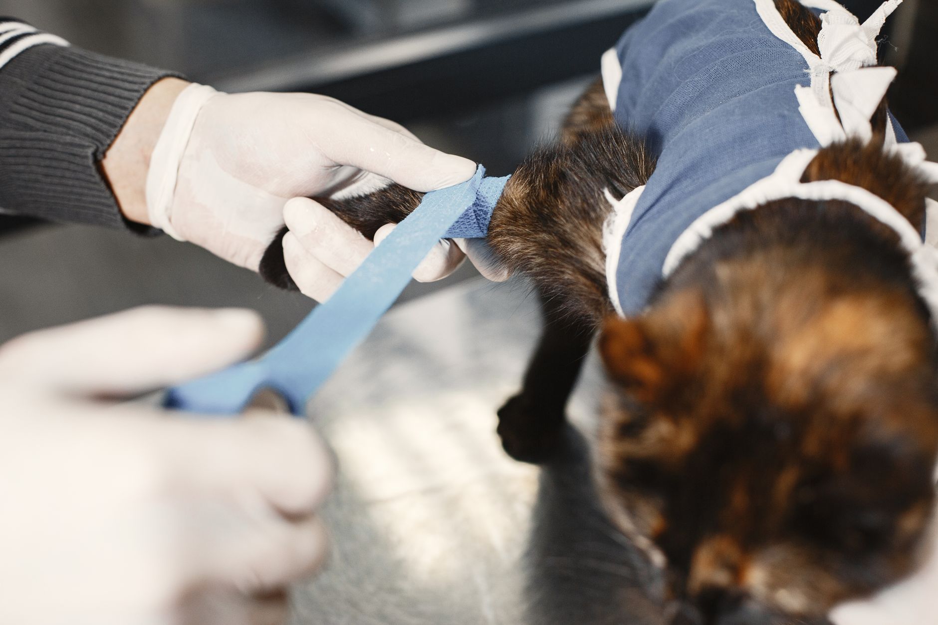 Surgery at Tailside Veterinary, Singapore