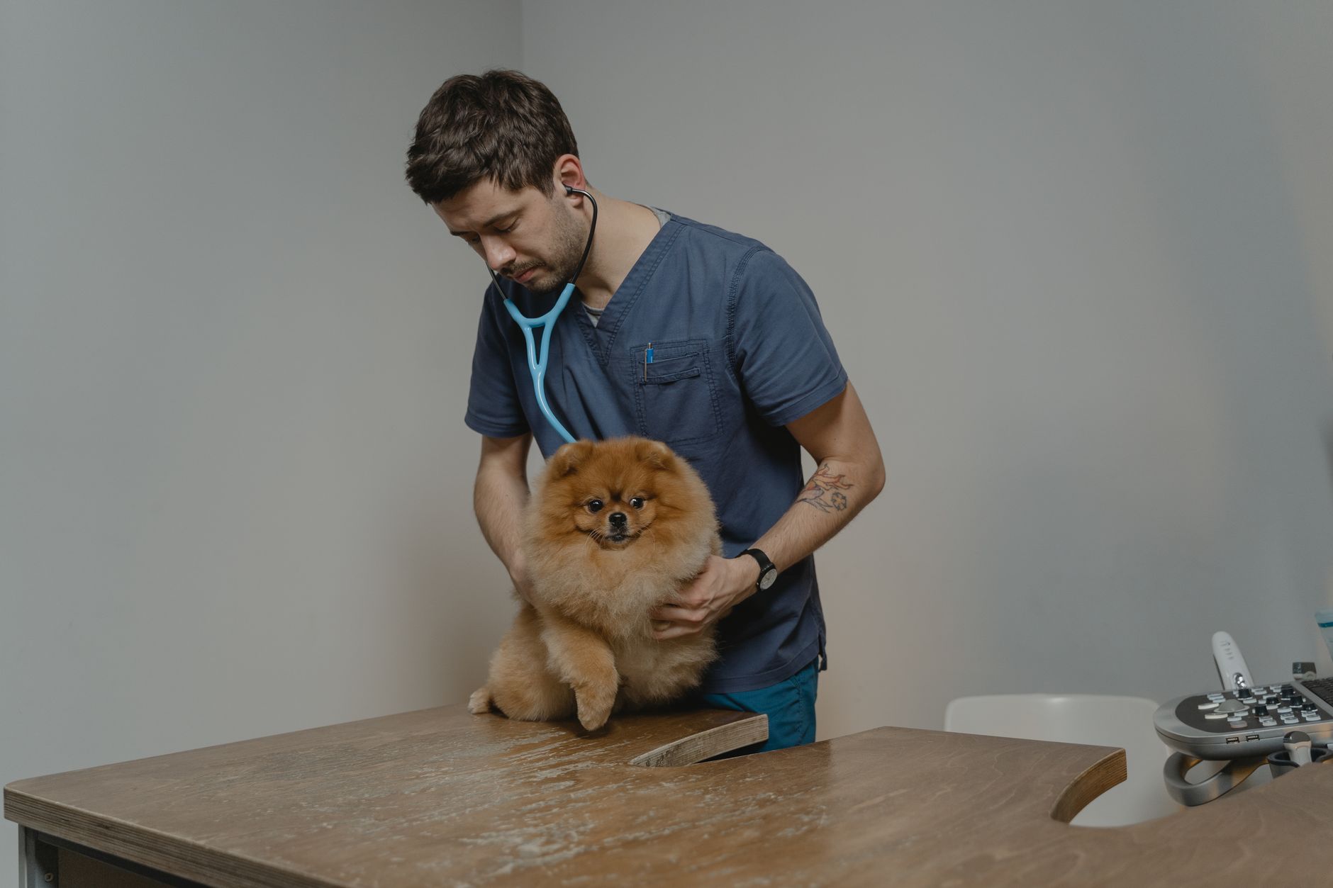 Wellness & Vaccination at Tailside Veterinary, Singapore