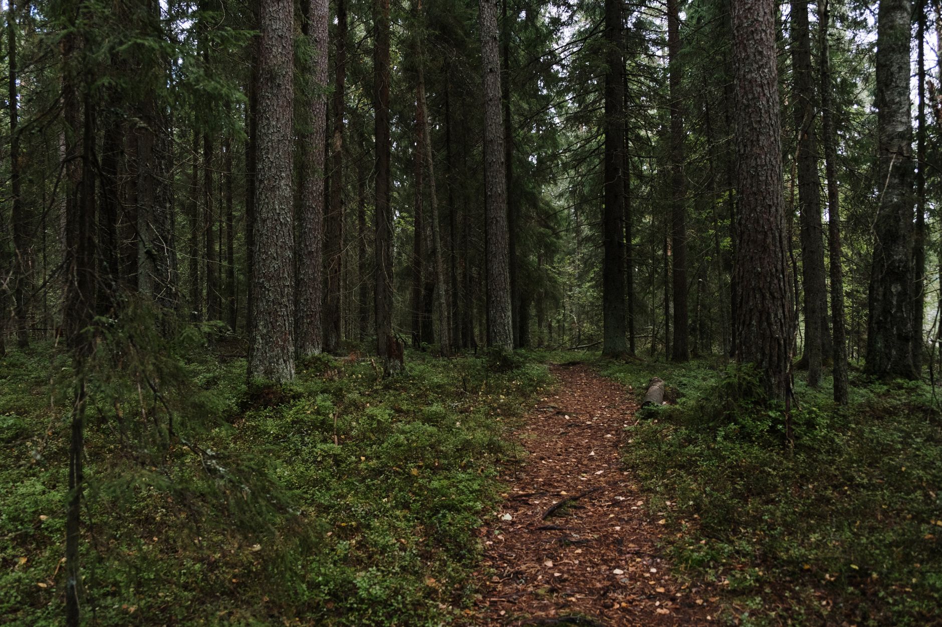 Morning on the nature trail